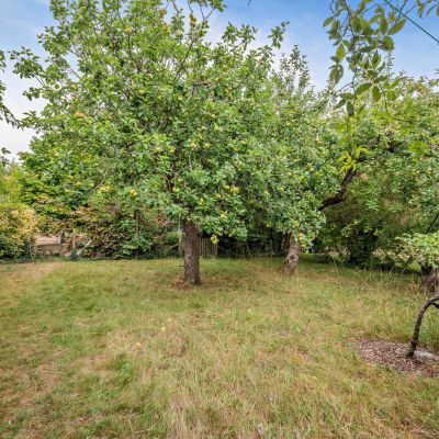 Orchard