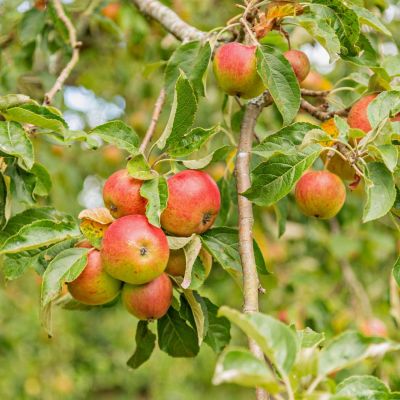 Orchard
