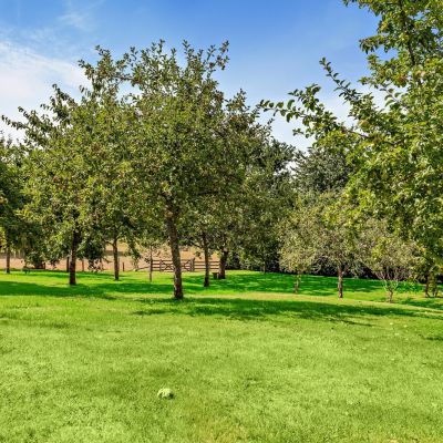 Orchard