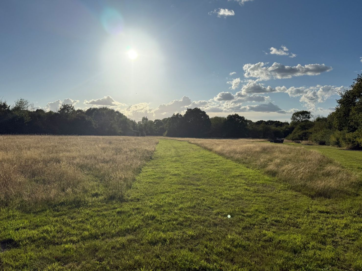Meadow