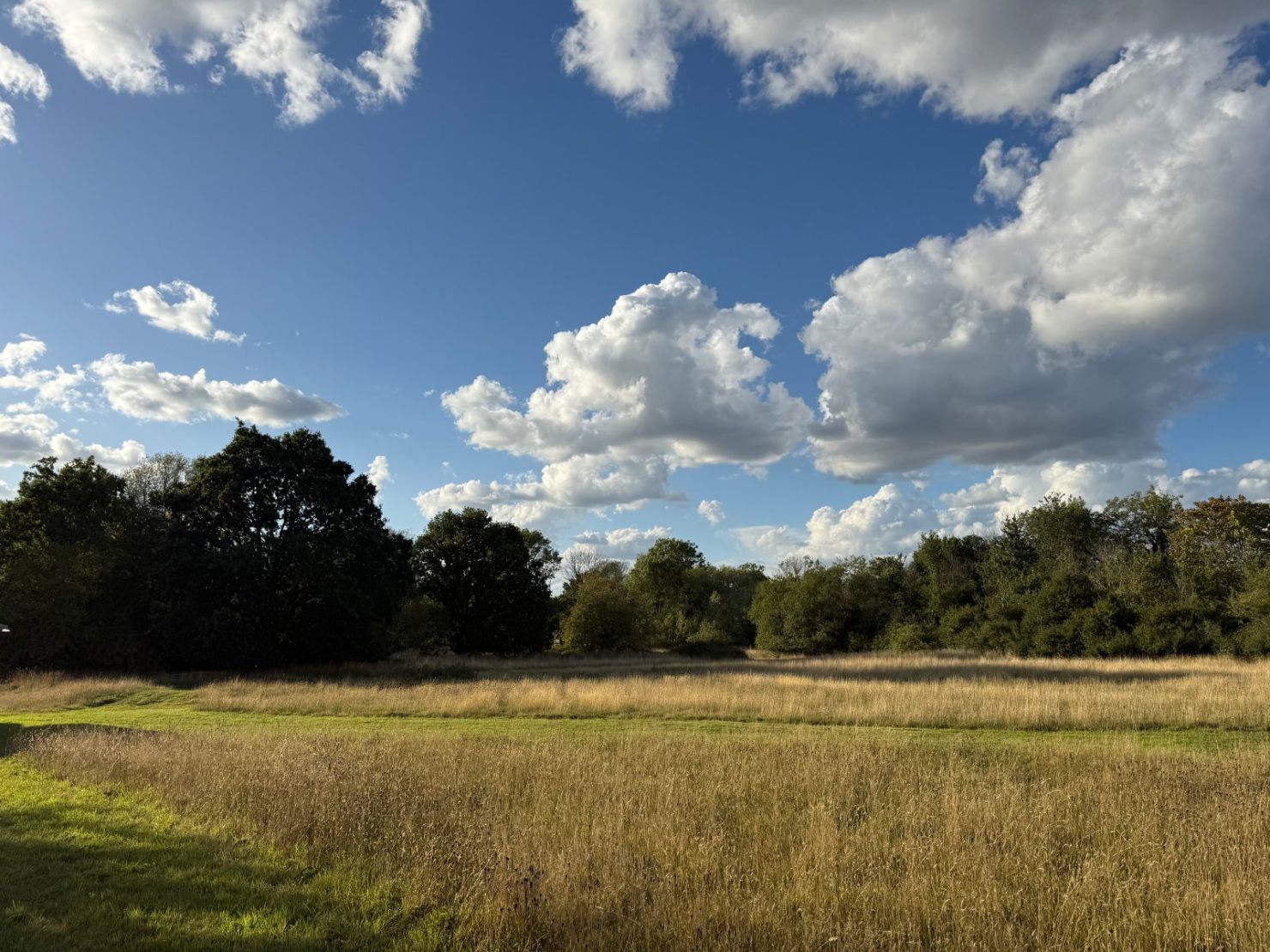 Meadow