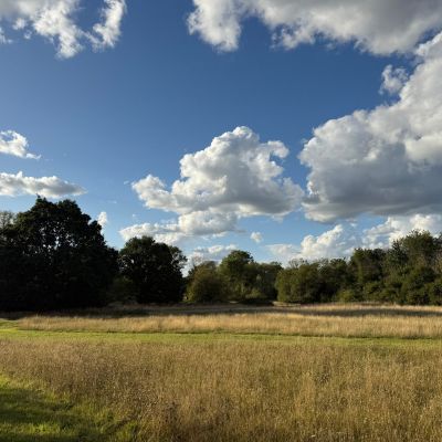 Meadow
