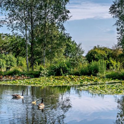 Pond