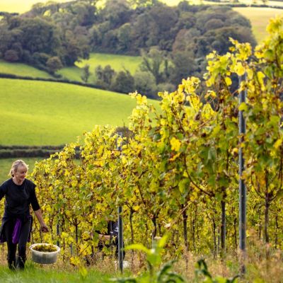 Vineyard