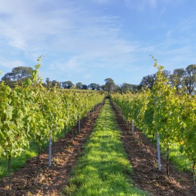 Vineyard