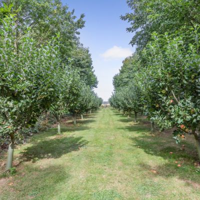 Orchard