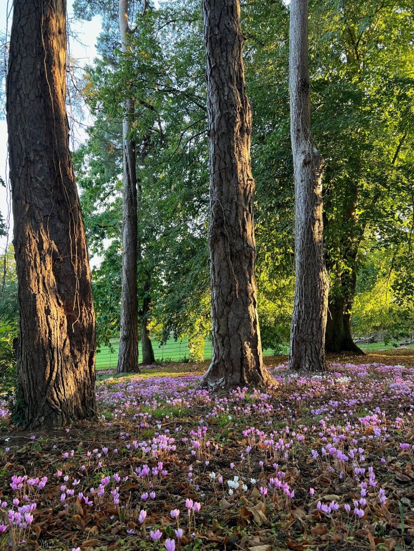 Woodland