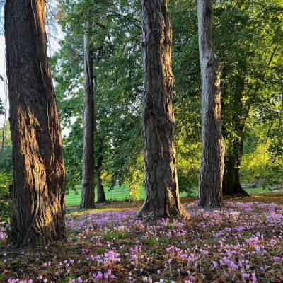 Woodland