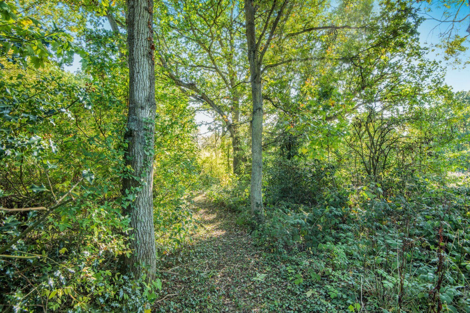 Woodland