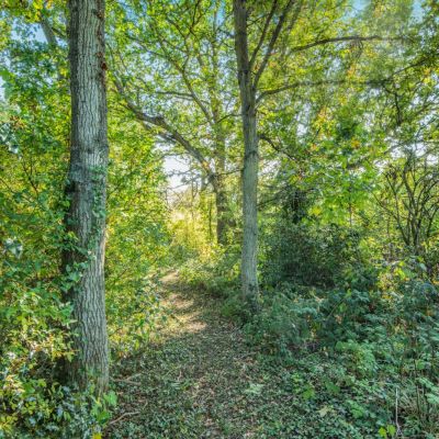 Woodland