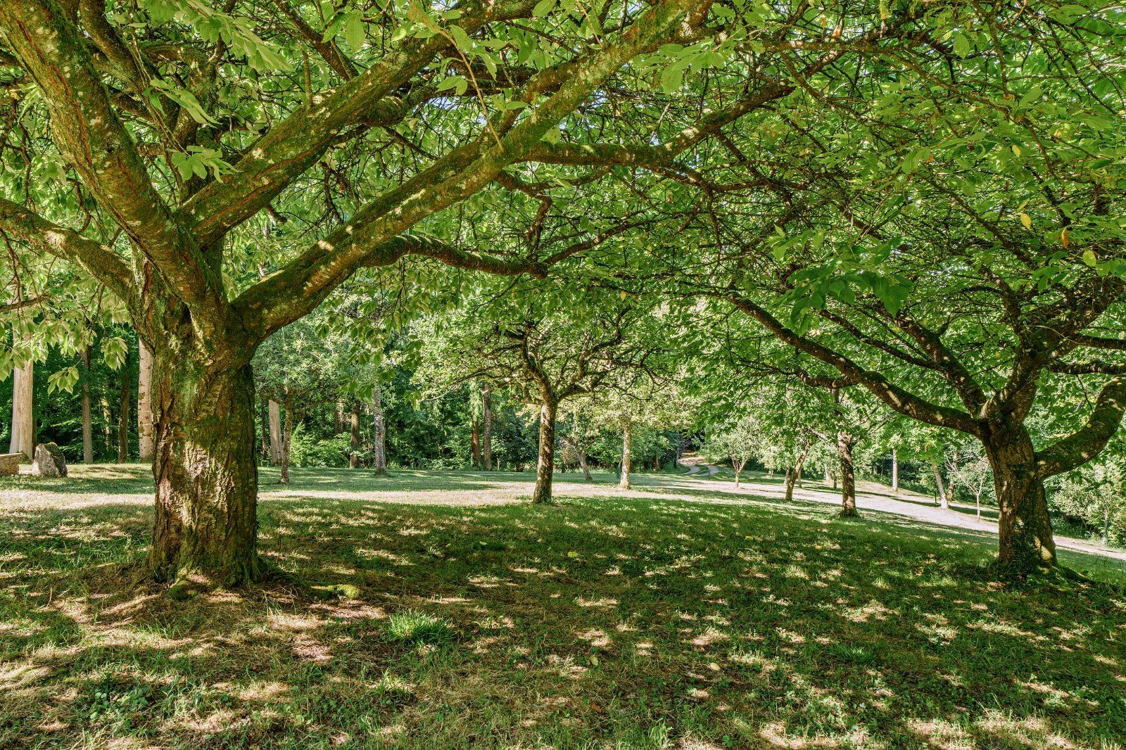 Orchard
