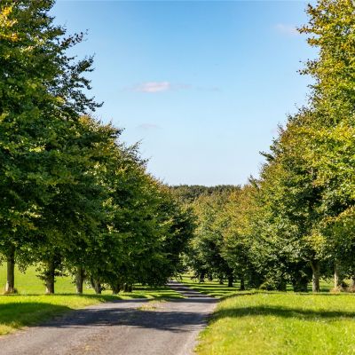 Tree Lined Driveway