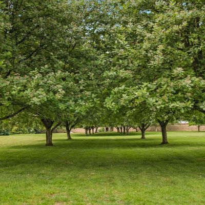 Grounds