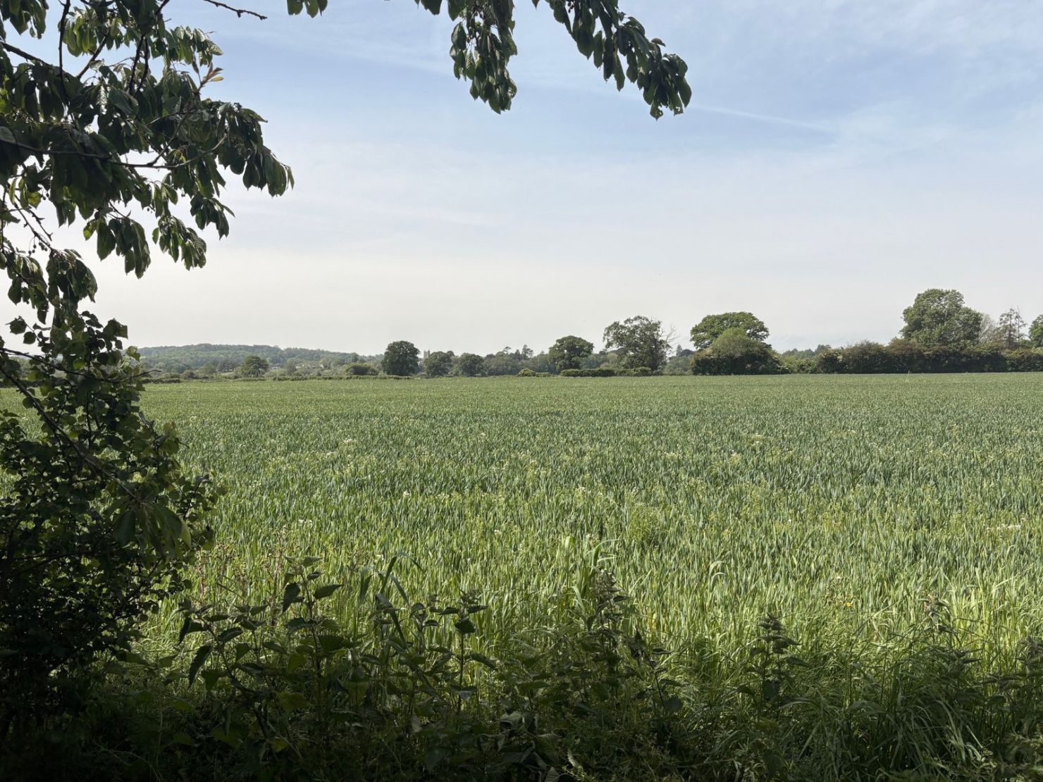 View From Garden