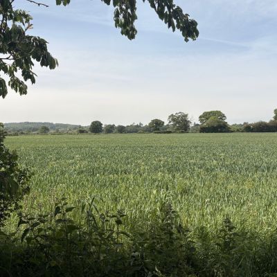 View From Garden