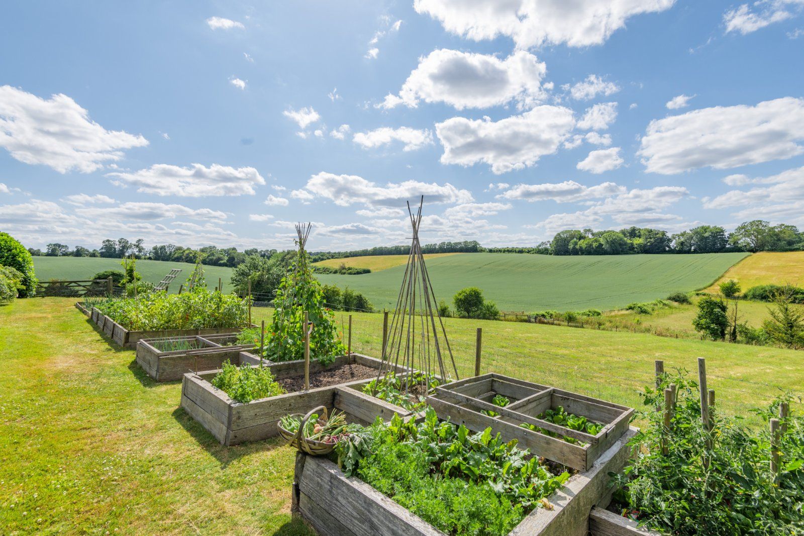 Vegetable Garden