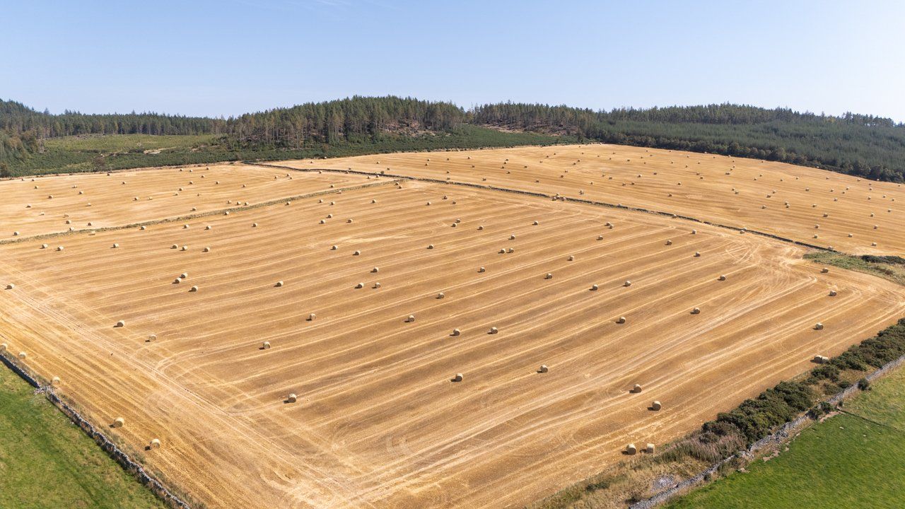 Lot 1 - Wester Moy