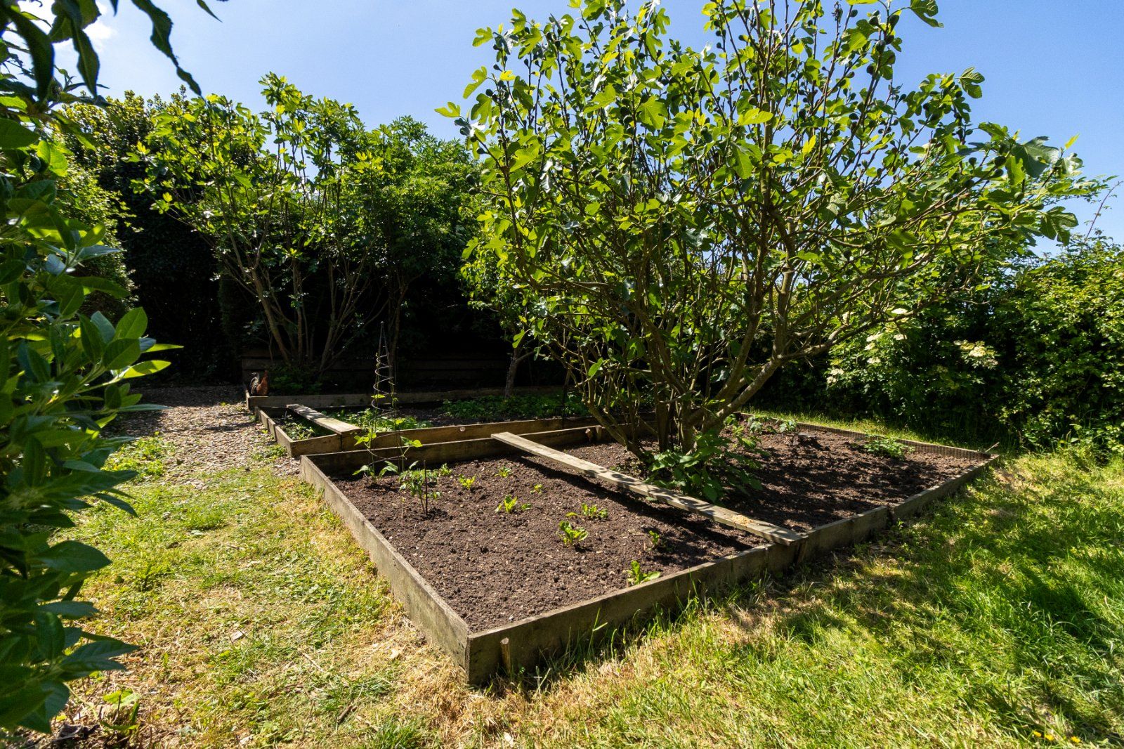 Vegetable Garden