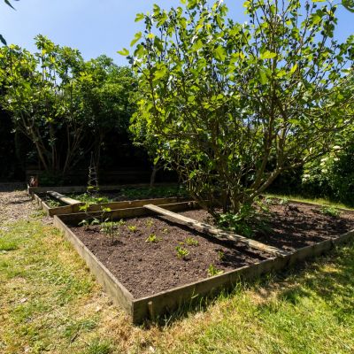Vegetable Garden
