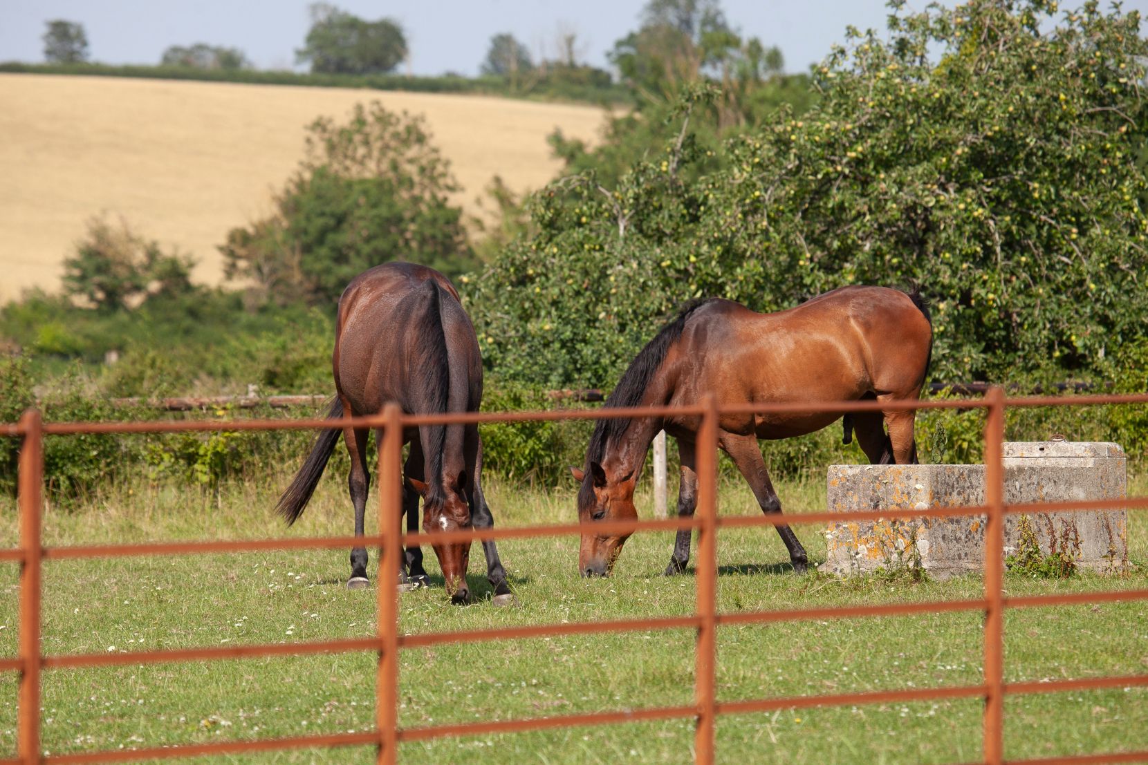 Paddock