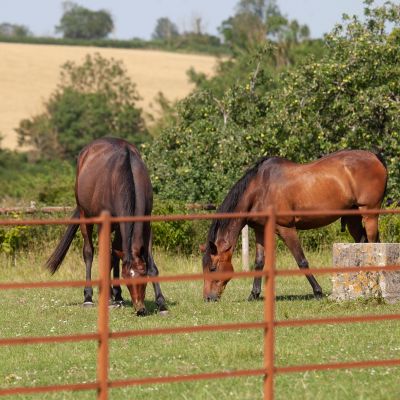 Paddock