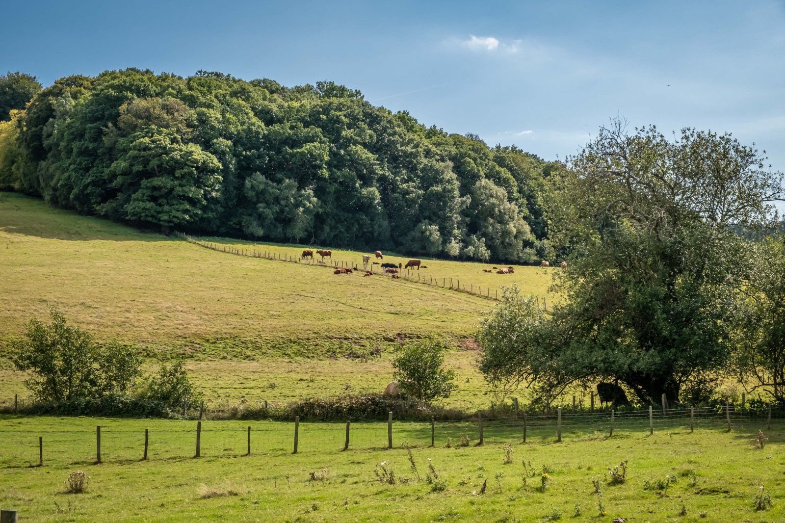 Pasture