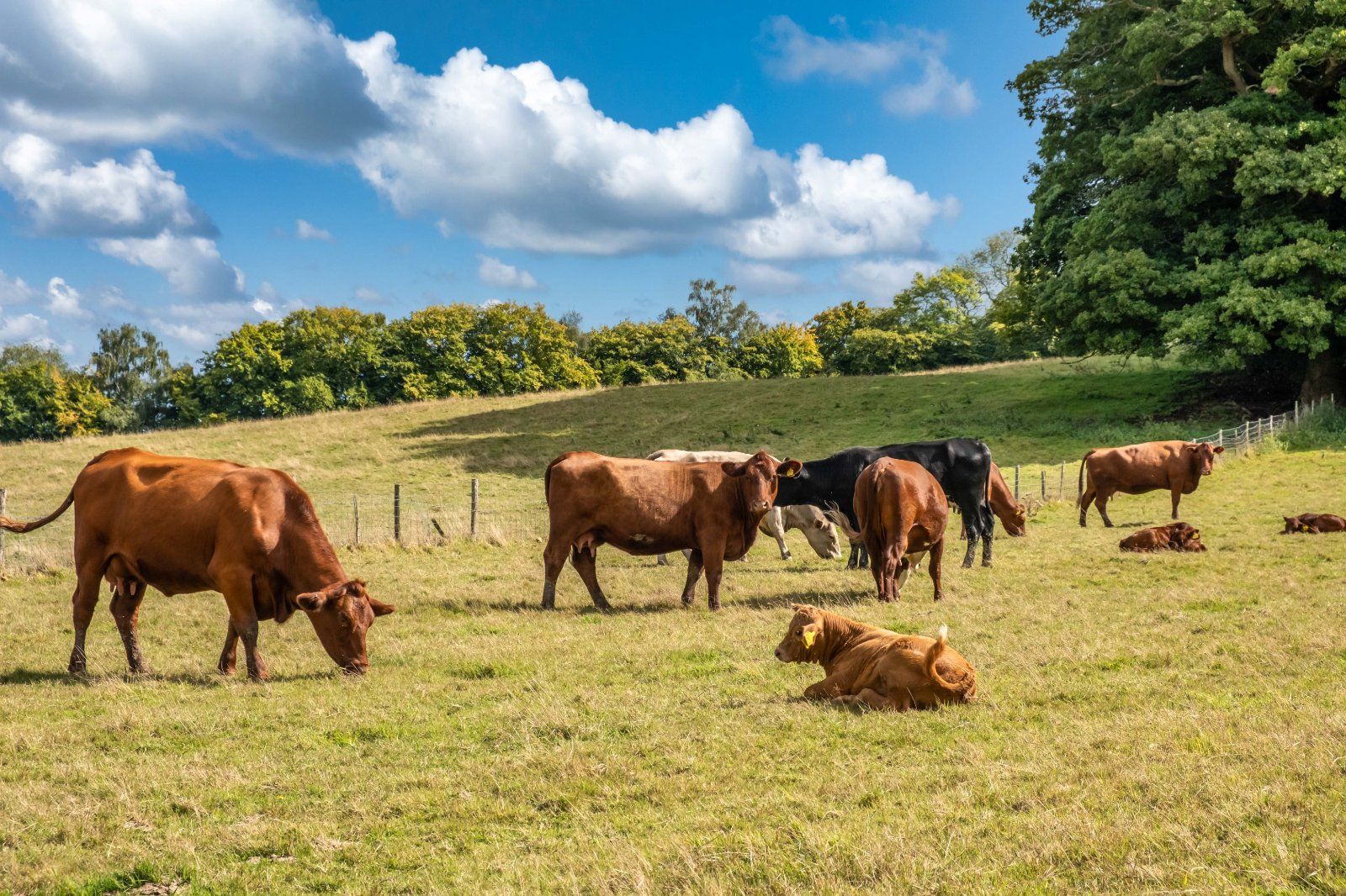 Grazing