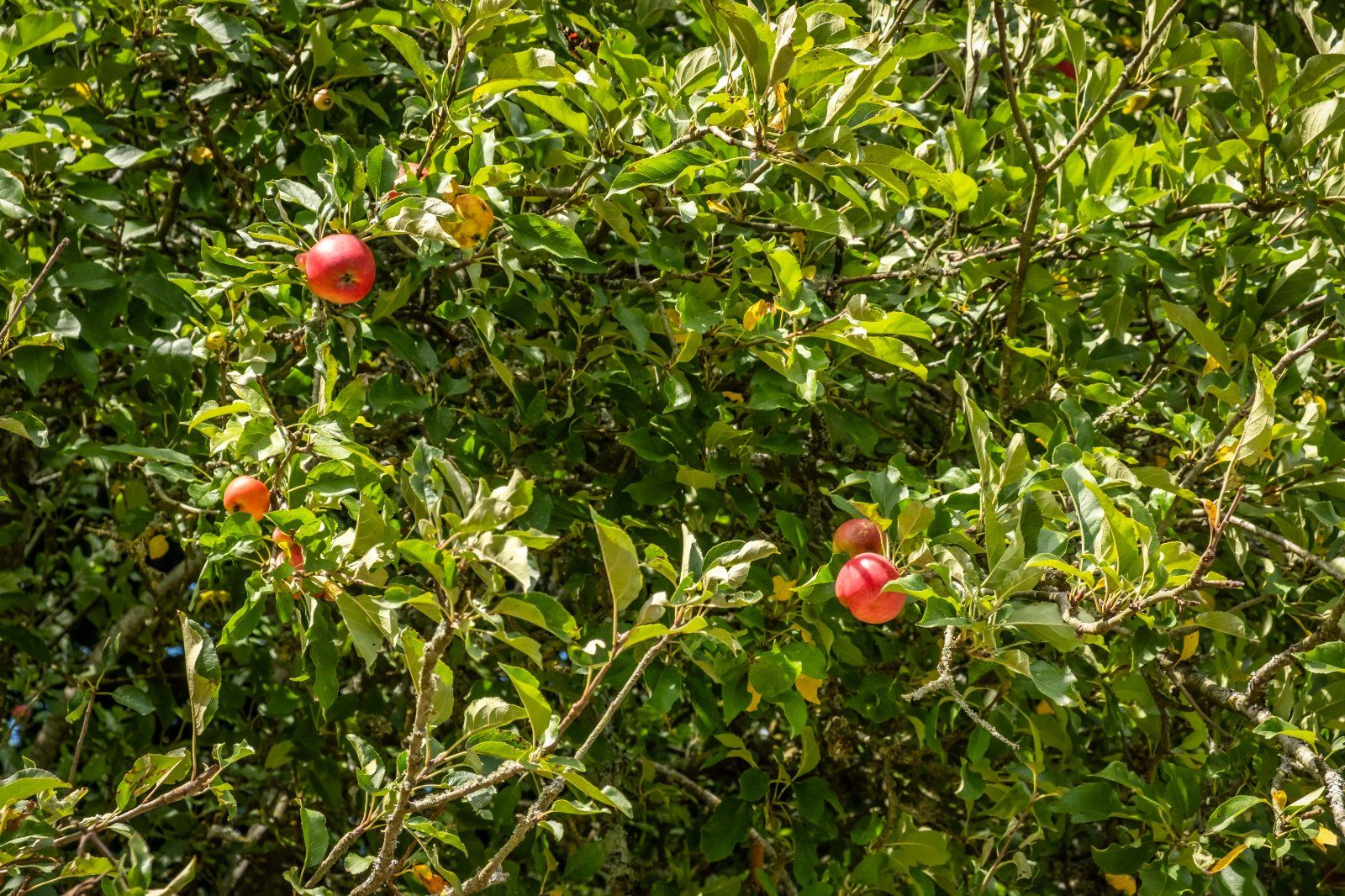Orchards