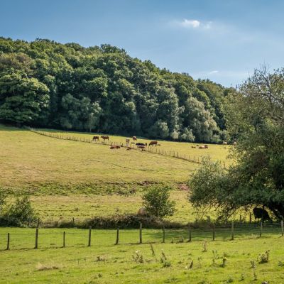 Pasture