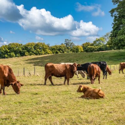 Grazing