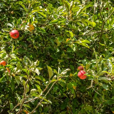 Orchards