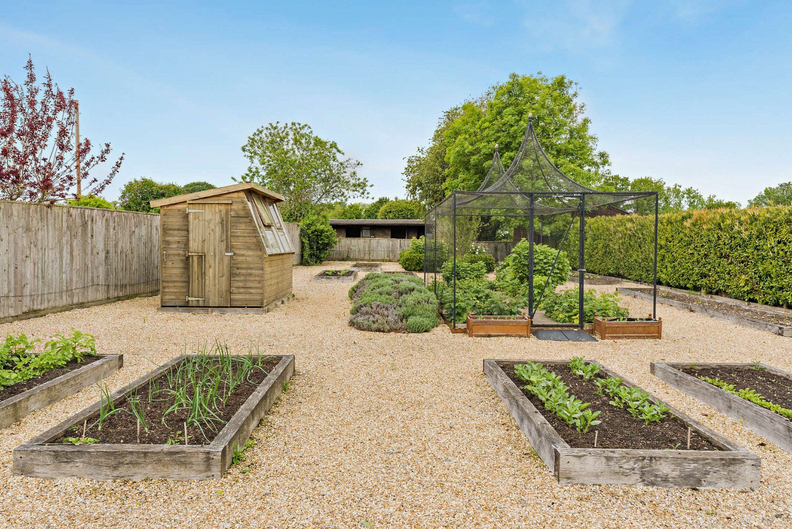 Vegetable Garden