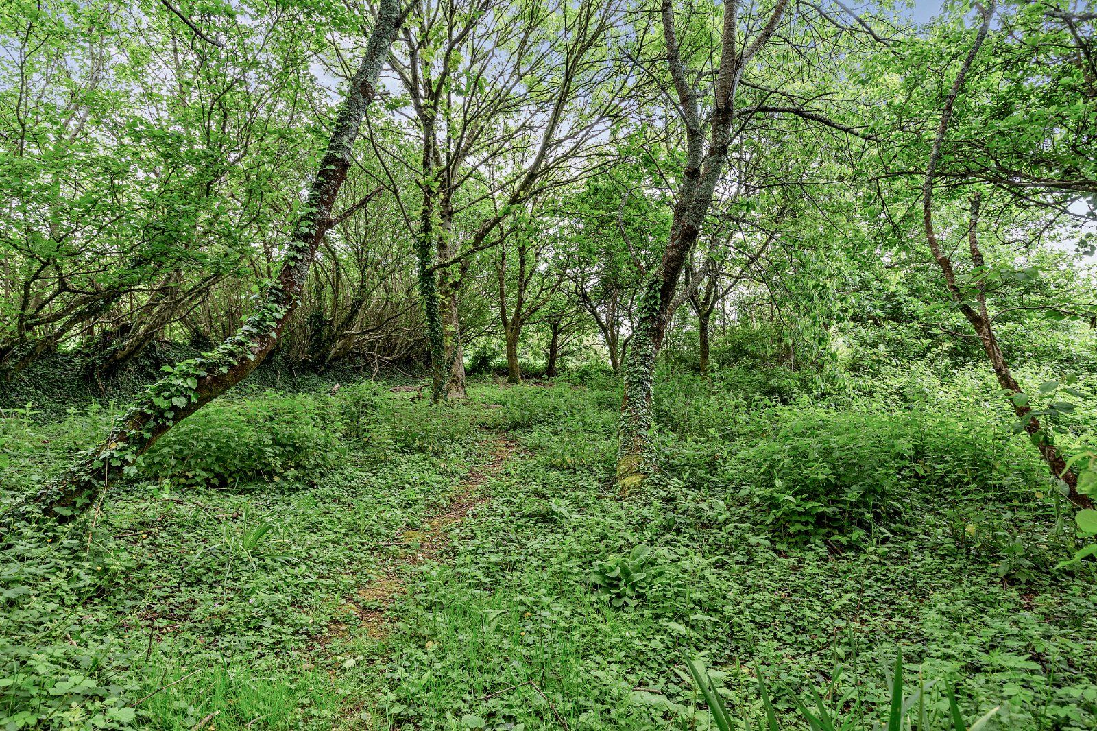 Woodland