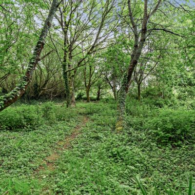 Woodland