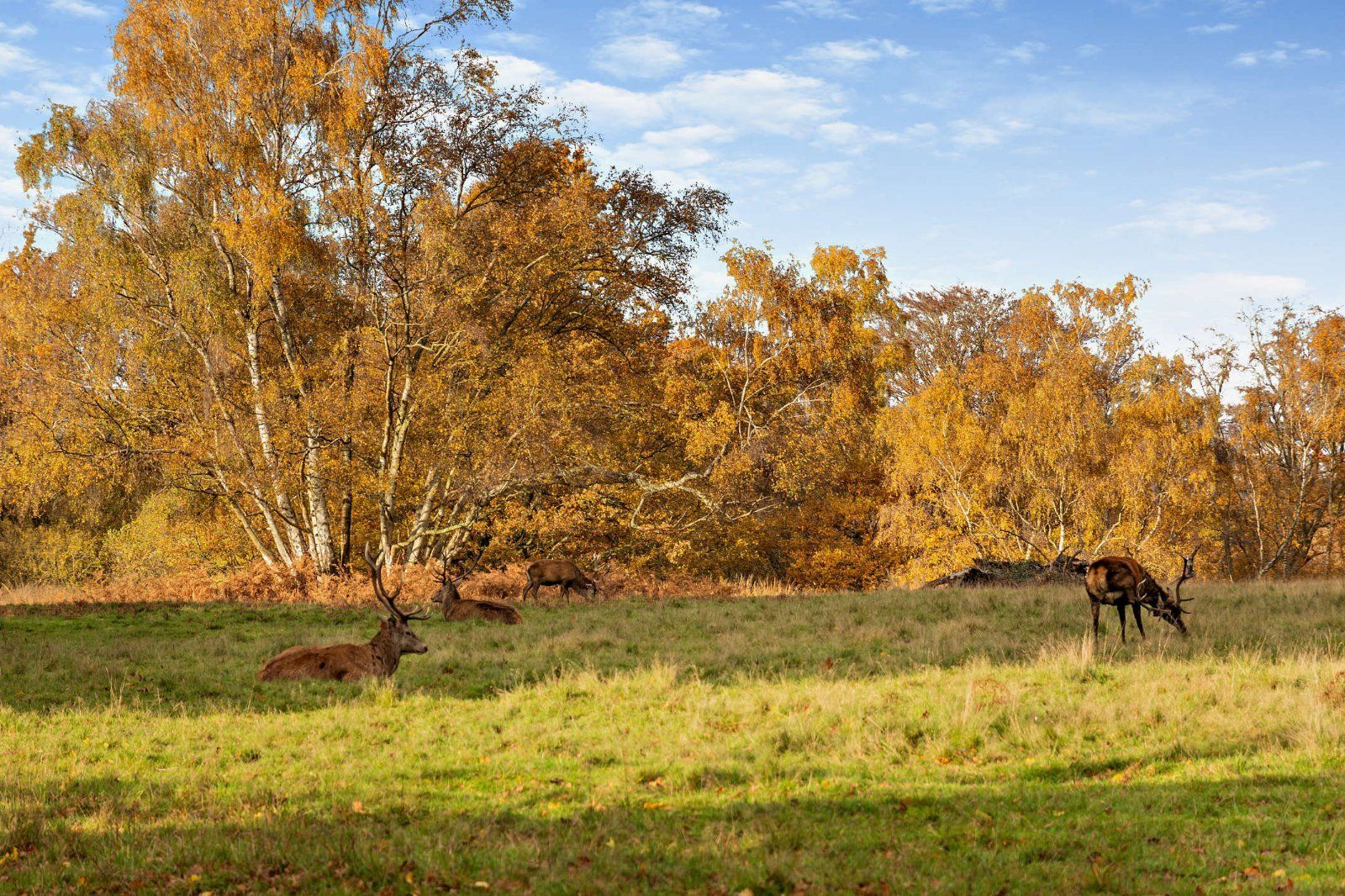 Windsor Great Park