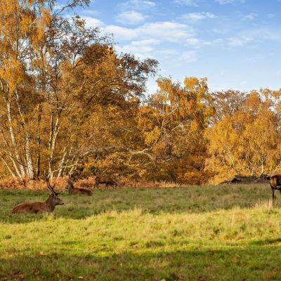 Windsor Great Park