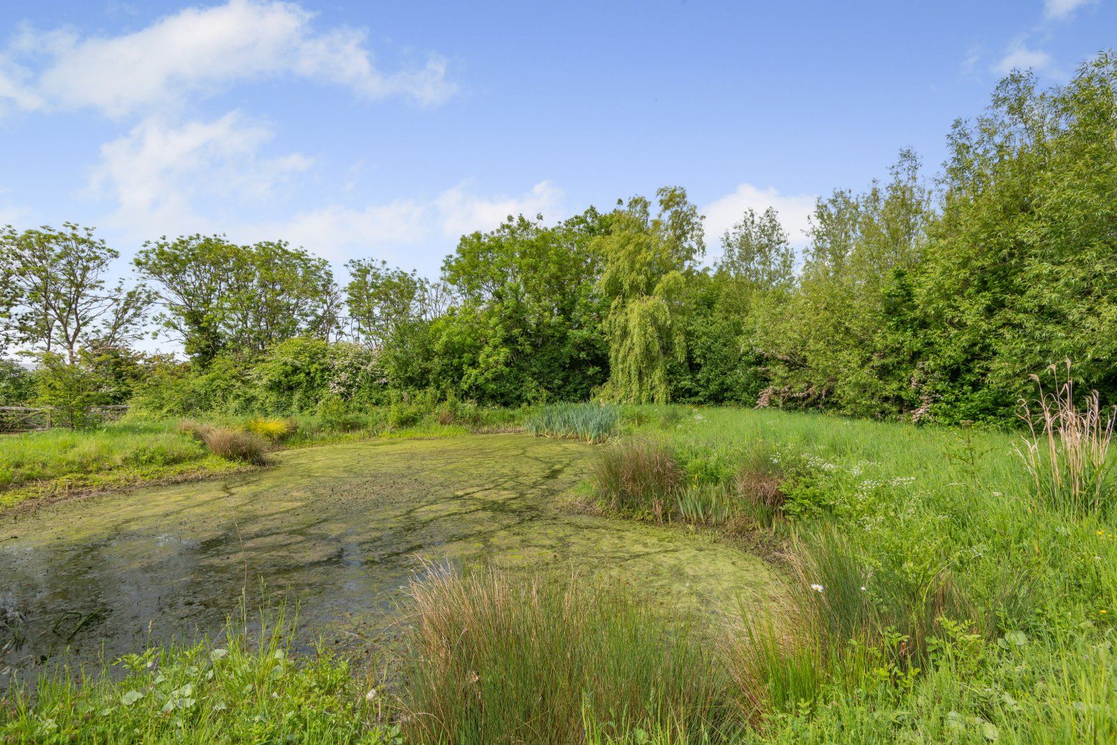 Wildlife Pond