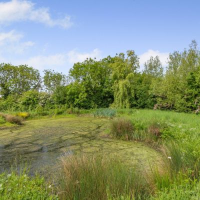 Wildlife Pond