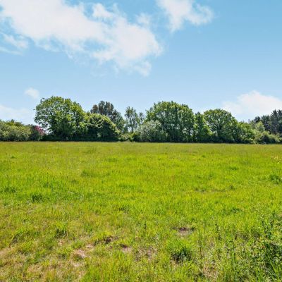 Field