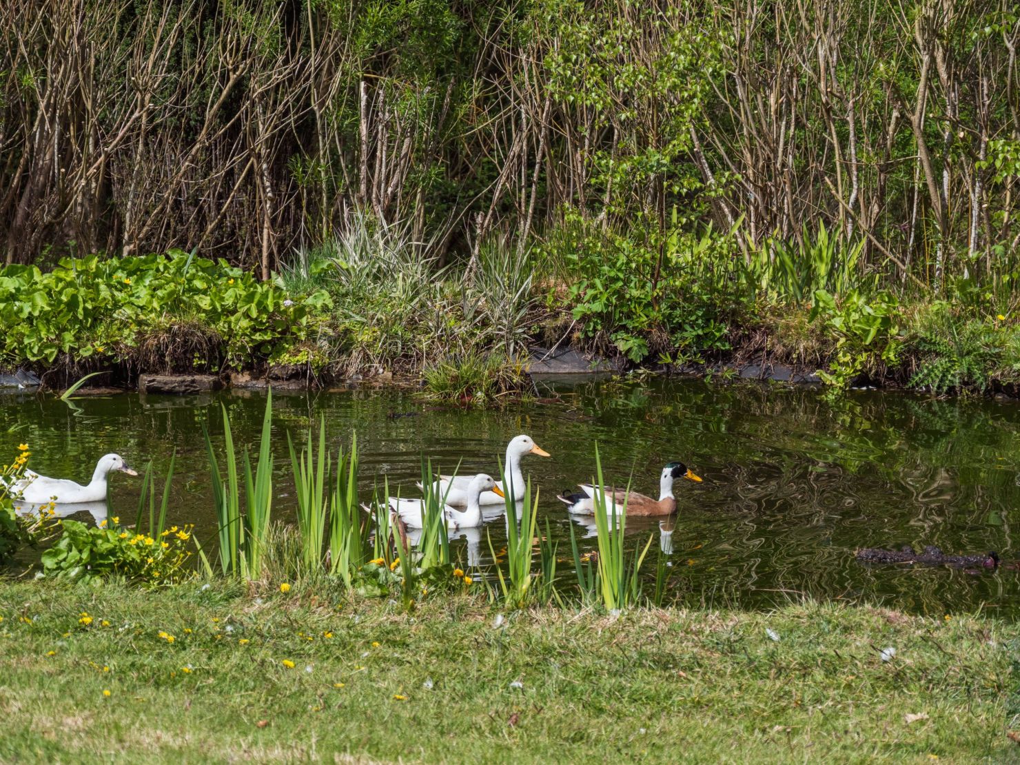 Pond