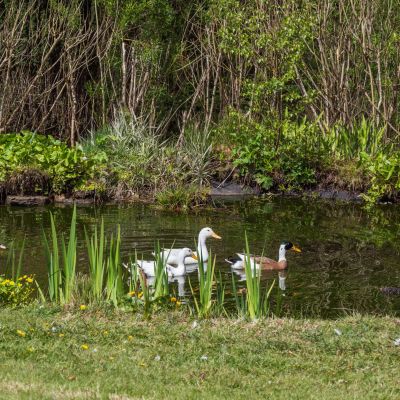 Pond