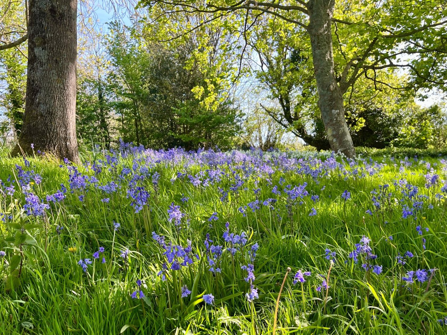 Grounds