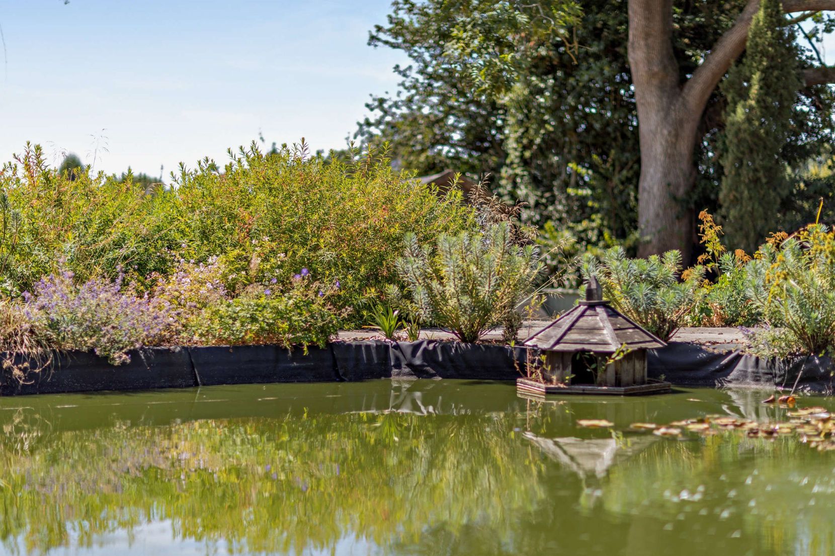 Pond