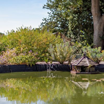 Pond