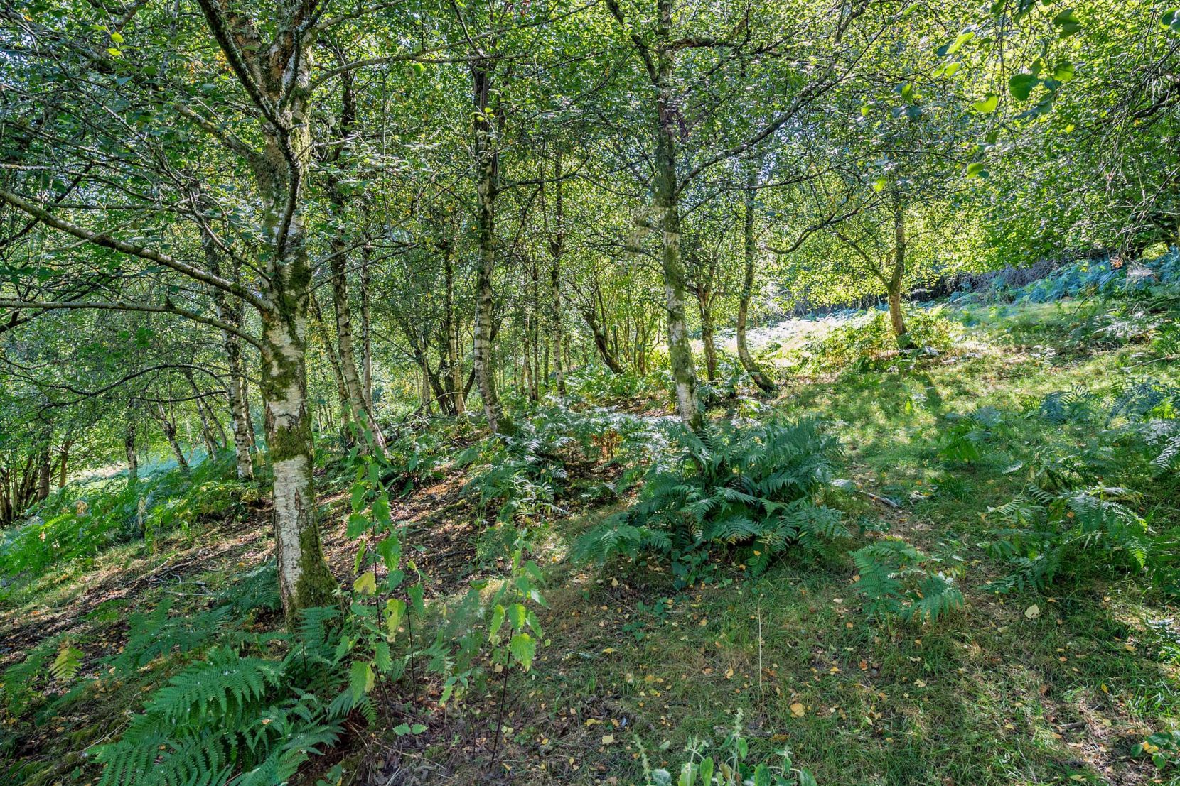Woodland