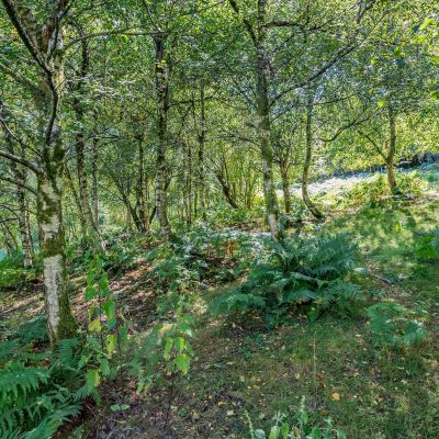 Woodland