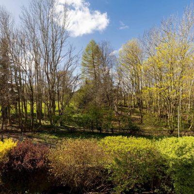Green Surroundings