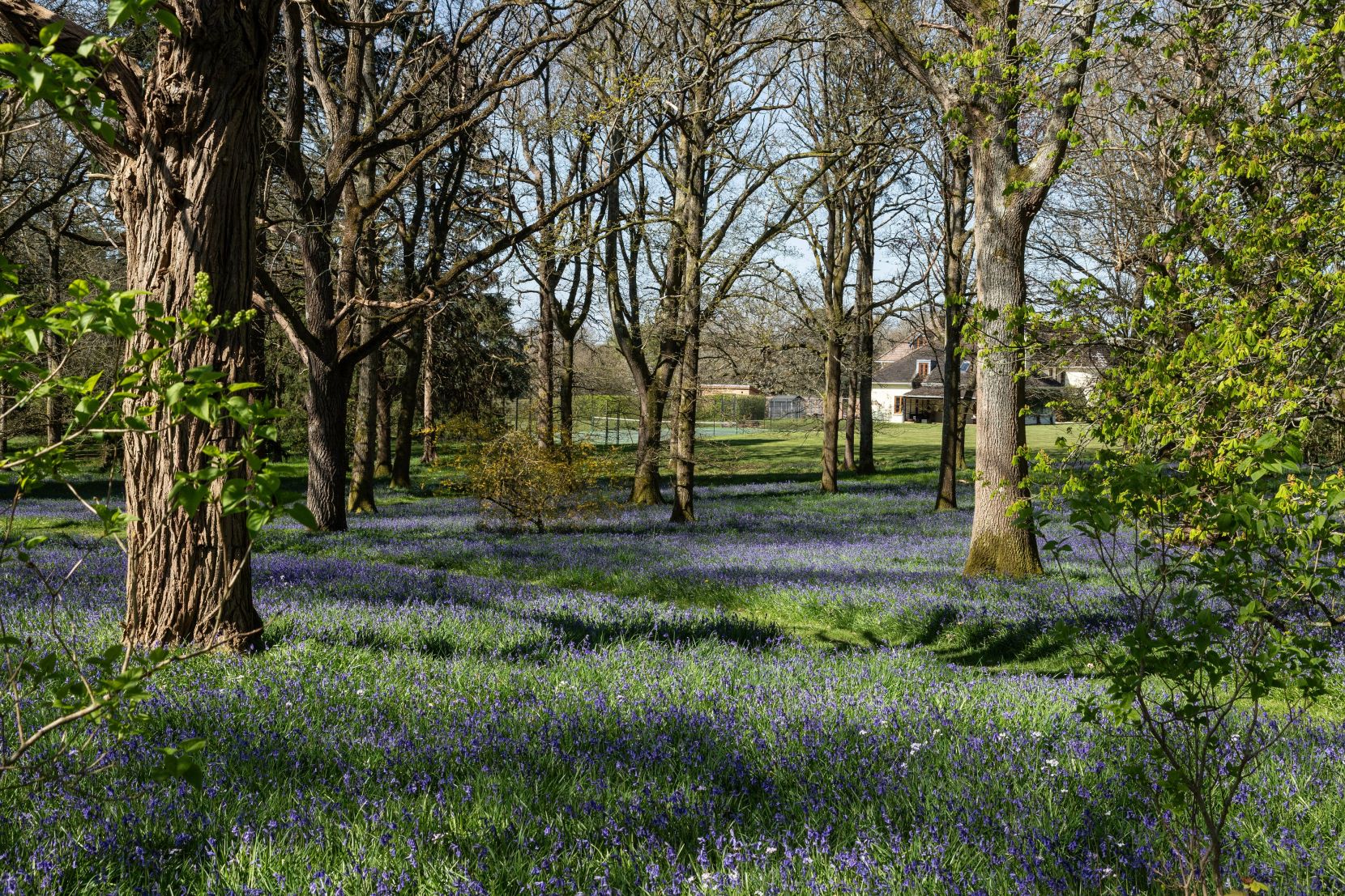 Bluebell Wood