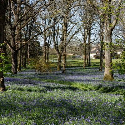 Bluebell Wood