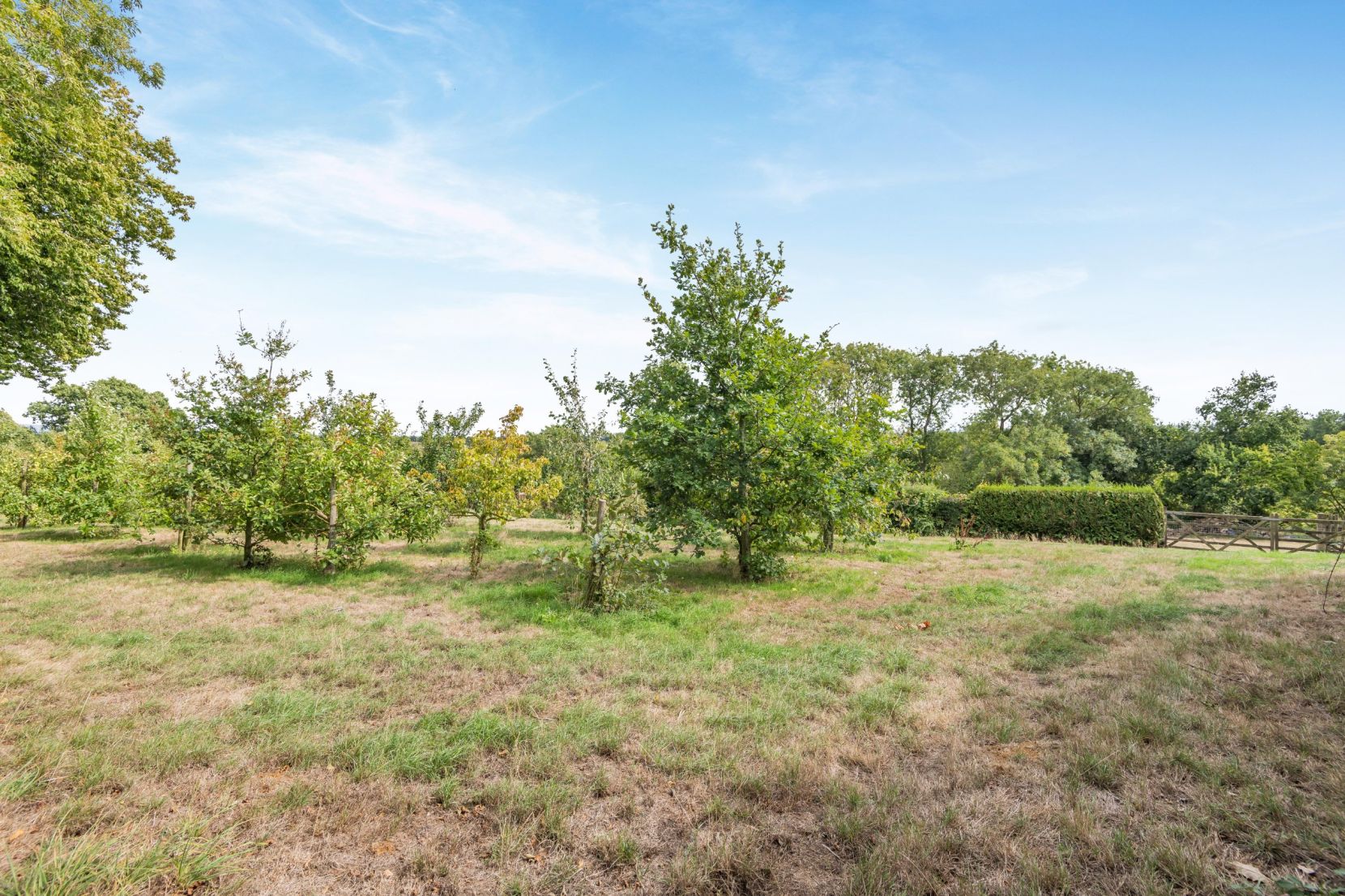 Orchard